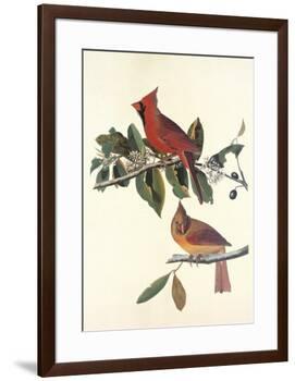 Cardinal Grosbeak-John James Audubon-Framed Premium Giclee Print