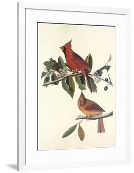Cardinal Grosbeak-John James Audubon-Framed Premium Giclee Print