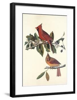 Cardinal Grosbeak-John James Audubon-Framed Art Print