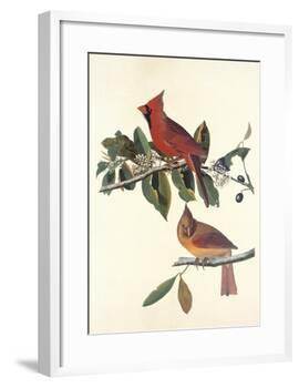 Cardinal Grosbeak-John James Audubon-Framed Art Print