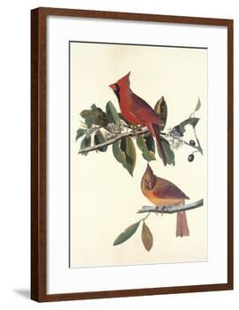 Cardinal Grosbeak-John James Audubon-Framed Art Print