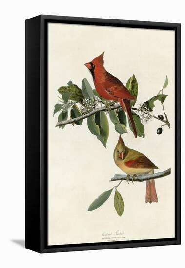 Cardinal Grosbeak-null-Framed Premier Image Canvas