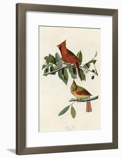 Cardinal Grosbeak-null-Framed Giclee Print