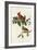 Cardinal Grosbeak-null-Framed Giclee Print