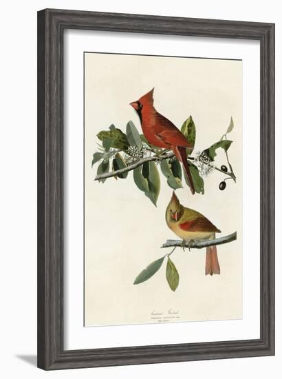 Cardinal Grosbeak-null-Framed Giclee Print