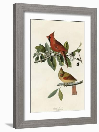 Cardinal Grosbeak-null-Framed Giclee Print