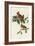 Cardinal Grosbeak-null-Framed Giclee Print