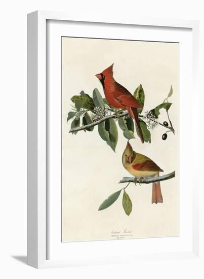 Cardinal Grosbeak-null-Framed Giclee Print