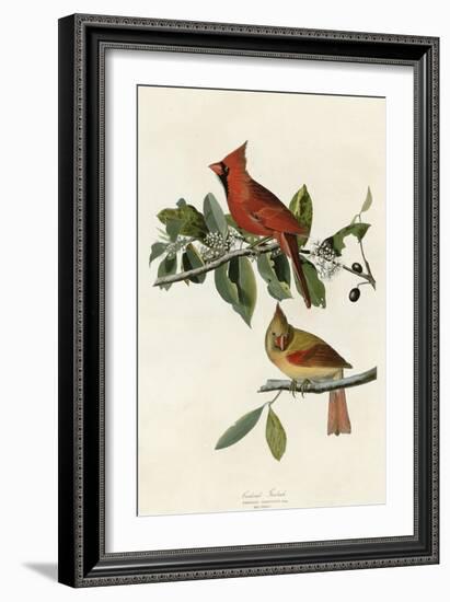 Cardinal Grosbeak-null-Framed Giclee Print
