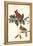 Cardinal Grosbeak-John James Audubon-Framed Stretched Canvas