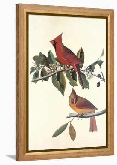 Cardinal Grosbeak-John James Audubon-Framed Stretched Canvas