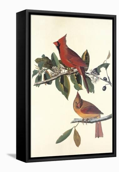 Cardinal Grosbeak-John James Audubon-Framed Stretched Canvas