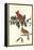 Cardinal Grosbeak-John James Audubon-Framed Stretched Canvas