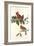 Cardinal Grosbeak-John James Audubon-Framed Art Print