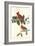 Cardinal Grosbeak-John James Audubon-Framed Art Print