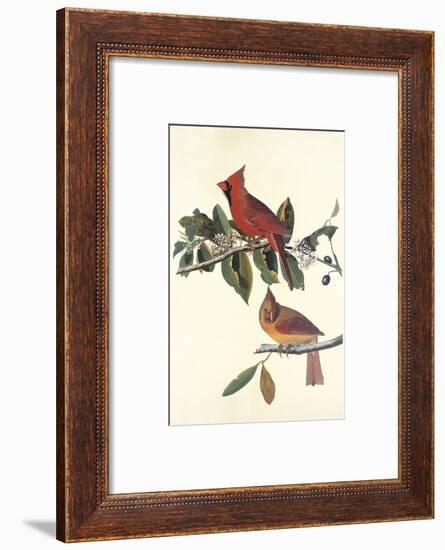 Cardinal Grosbeak-John James Audubon-Framed Art Print