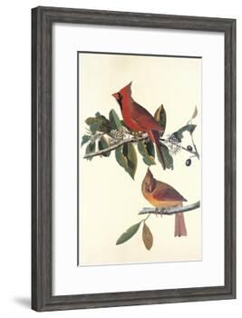 Cardinal Grosbeak-John James Audubon-Framed Art Print