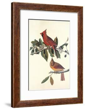 Cardinal Grosbeak-John James Audubon-Framed Art Print
