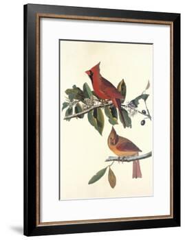 Cardinal Grosbeak-John James Audubon-Framed Art Print