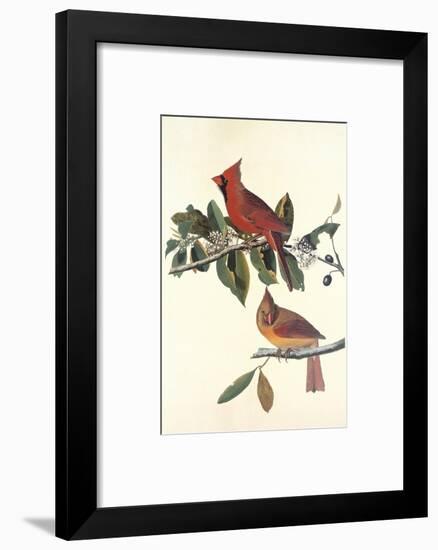 Cardinal Grosbeak-John James Audubon-Framed Art Print