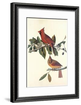 Cardinal Grosbeak-John James Audubon-Framed Art Print