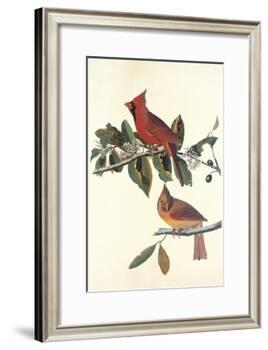 Cardinal Grosbeak-John James Audubon-Framed Art Print
