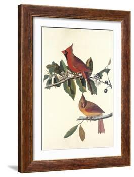 Cardinal Grosbeak-John James Audubon-Framed Art Print