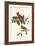 Cardinal Grosbeak-John James Audubon-Framed Art Print