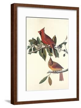 Cardinal Grosbeak-John James Audubon-Framed Art Print