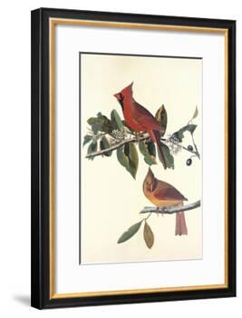 Cardinal Grosbeak-John James Audubon-Framed Art Print