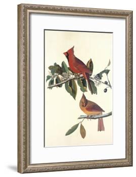 Cardinal Grosbeak-John James Audubon-Framed Art Print