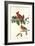 Cardinal Grosbeak-John James Audubon-Framed Art Print