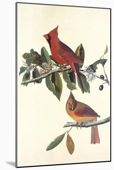 Cardinal Grosbeak-John James Audubon-Mounted Art Print