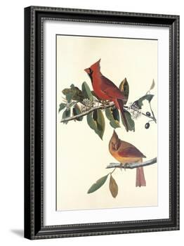 Cardinal Grosbeak-John James Audubon-Framed Art Print