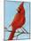 Cardinal II-Phyllis Adams-Mounted Art Print