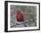 Cardinal in Snow I-Marilyn Wendling-Framed Art Print