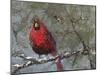 Cardinal in Snow I-Marilyn Wendling-Mounted Art Print