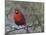 Cardinal in Snow I-Marilyn Wendling-Mounted Art Print