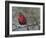 Cardinal in Snow I-Marilyn Wendling-Framed Art Print