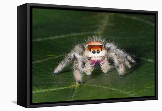 Cardinal jumper spider on a leaf, USA-Barry Mansell-Framed Premier Image Canvas