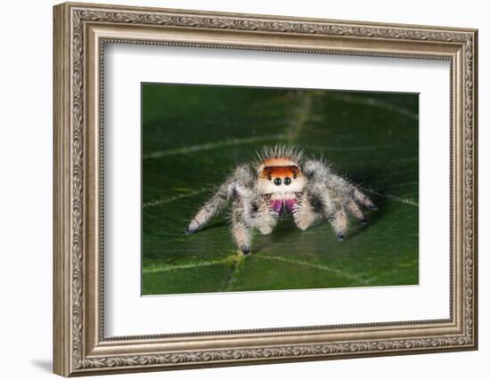 Cardinal jumper spider on a leaf, USA-Barry Mansell-Framed Photographic Print