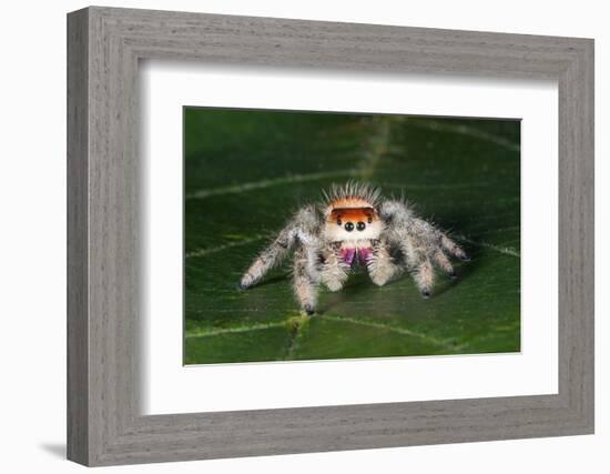 Cardinal jumper spider on a leaf, USA-Barry Mansell-Framed Photographic Print