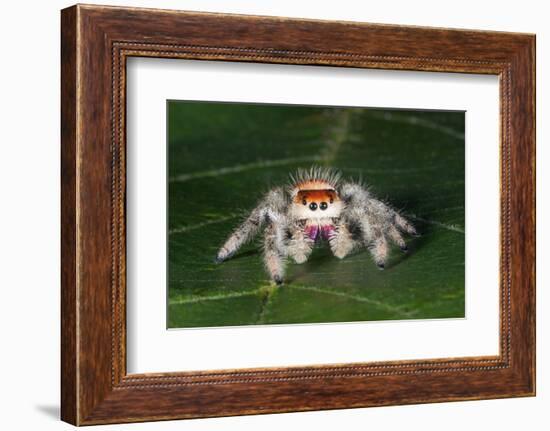 Cardinal jumper spider on a leaf, USA-Barry Mansell-Framed Photographic Print