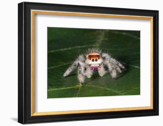 Cardinal jumper spider on a leaf, USA-Barry Mansell-Framed Photographic Print