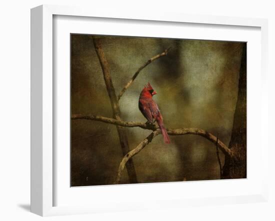 Cardinal on a Branch-Jai Johnson-Framed Giclee Print