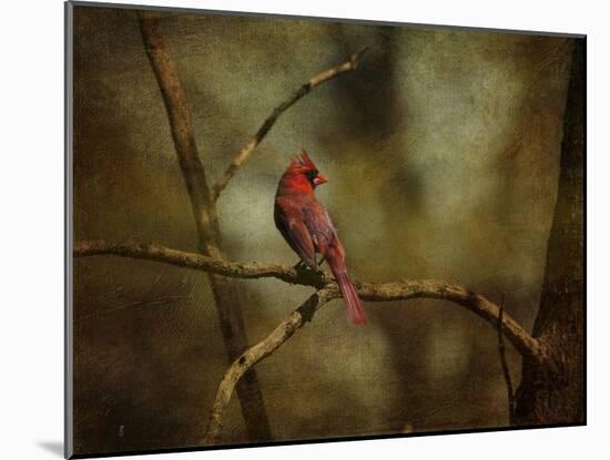 Cardinal on a Branch-Jai Johnson-Mounted Giclee Print