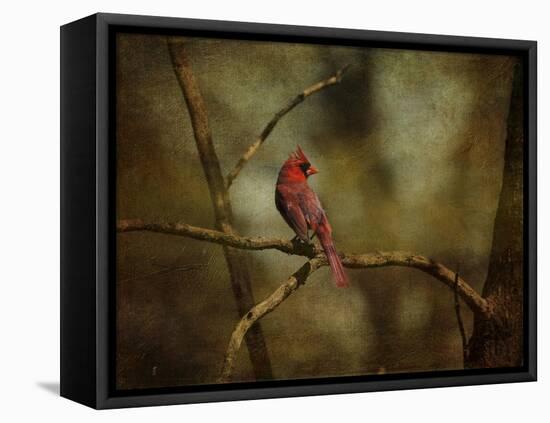 Cardinal on a Branch-Jai Johnson-Framed Premier Image Canvas