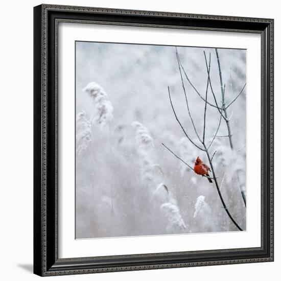 Cardinal on Winter Branch-Krista Mosakowski-Framed Giclee Print