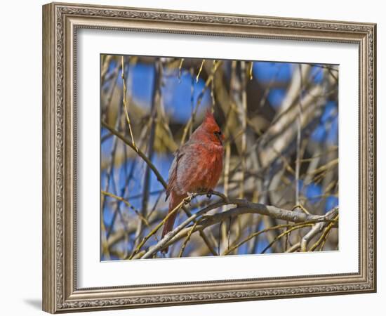 Cardinal resting on branch-Michael Scheufler-Framed Photographic Print