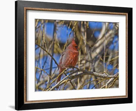 Cardinal resting on branch-Michael Scheufler-Framed Photographic Print